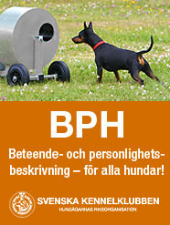 BPH-Tillyshundtjänst-186px